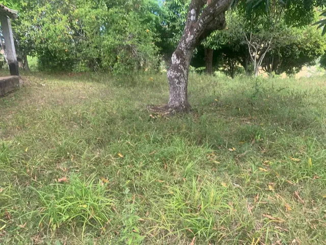Imagem 14: Sítio de 1,2 Tarefa a Venda em Maragogipe Ba