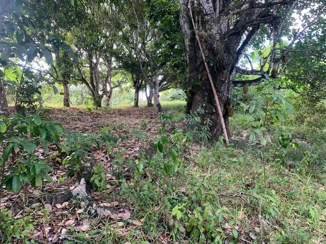 Imagem 3: Sítio de 1,2 Tarefa a Venda em Maragogipe Ba