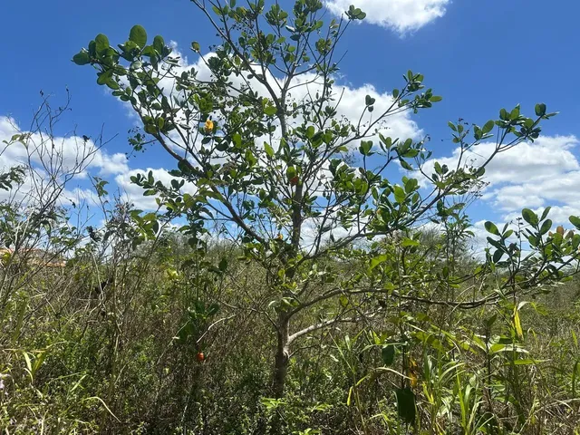 Imagem: Tarefas de Terra