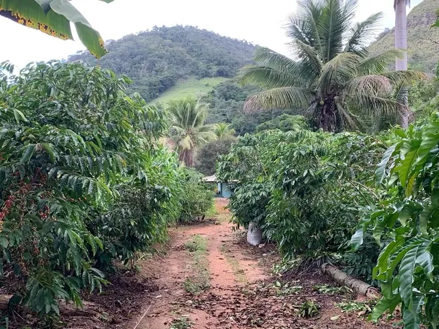Imagem 5: Sítio em Boa Conserva Próximo a Burarama