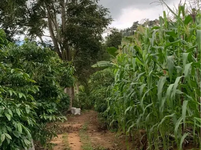 Imagem 3: Sítio em Boa Conserva Próximo a Burarama