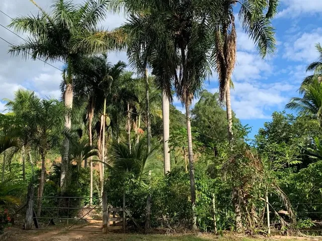 Imagem 6: Sítio em Boa Conserva Próximo a Burarama