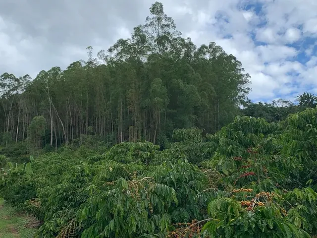 Imagem 4: Sítio em Boa Conserva Próximo a Burarama