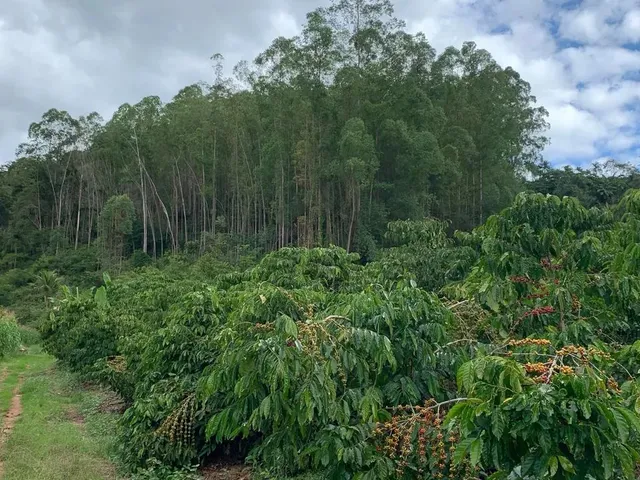 Imagem 9: Sítio em Boa Conserva Próximo a Burarama
