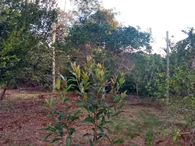 Imagem 3: Terreno na Am 240 109X3000