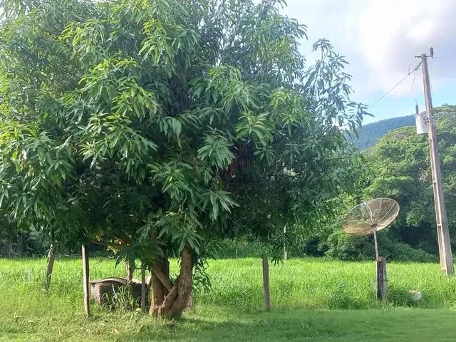 Imagem 10: Vende Se Chácara no São João 1