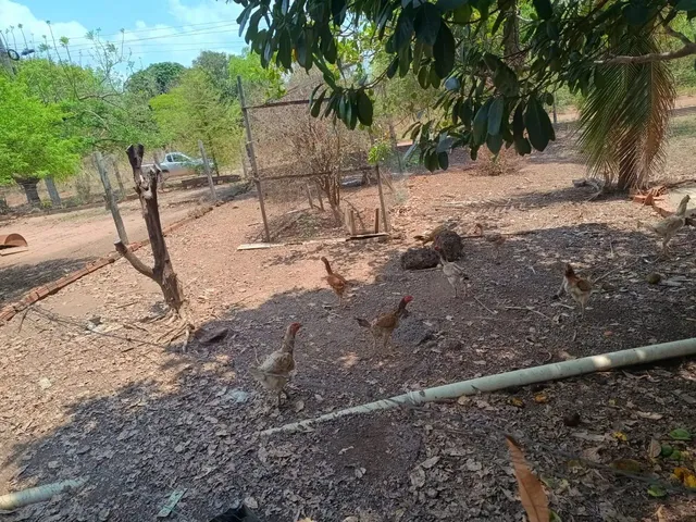 Imagem 9: Vendo Sítio Ou Troco por Casa na Cidade Cuiabá