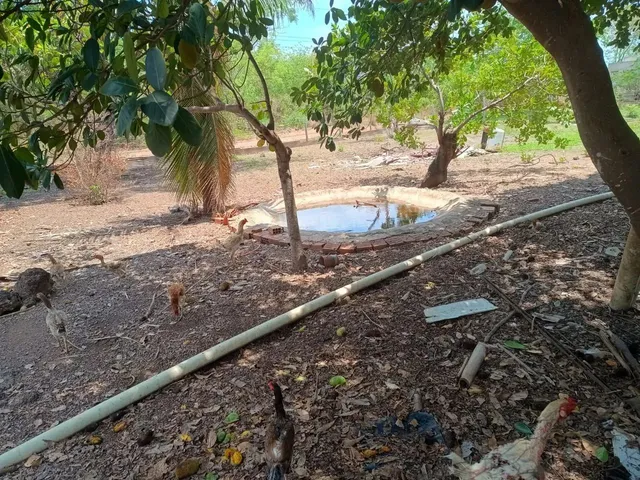 Imagem 12: Vendo Sítio Ou Troco por Casa na Cidade Cuiabá