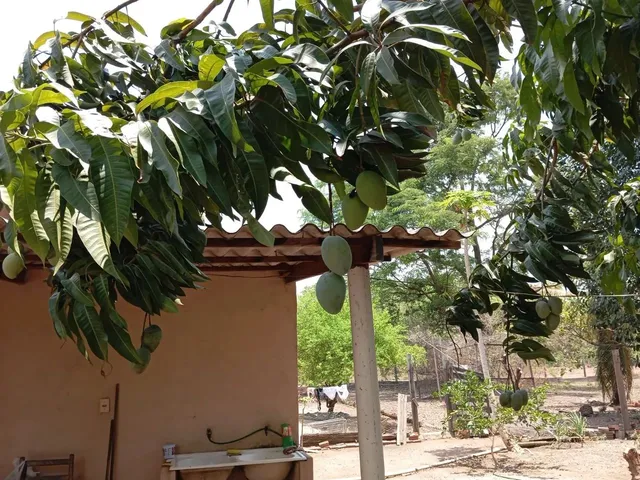 Imagem 2: Vendo Sítio Ou Troco por Casa na Cidade Cuiabá
