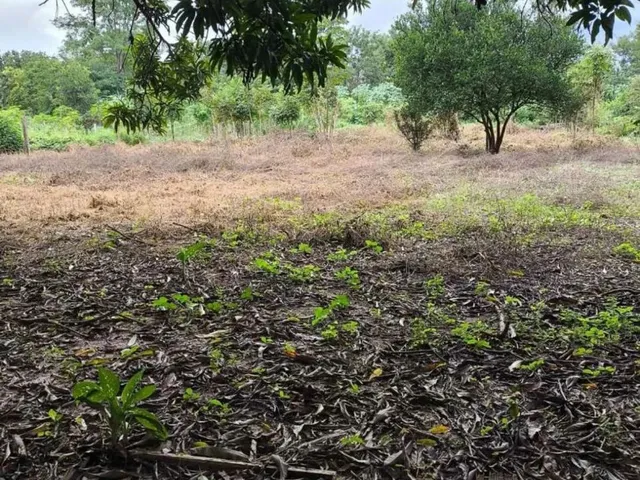 Imagem 4: Vende-Se Terreno - Cinturão Verde