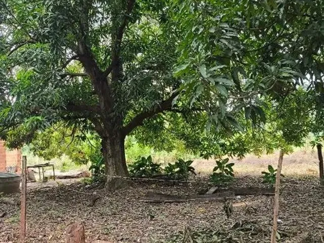 Imagem 7: Vende-Se Terreno - Cinturão Verde