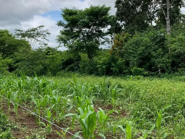 Imagem 14: Sítio 3 Dormitórios À Venda Área Rural de Cuiabá Cuiabá/Mt