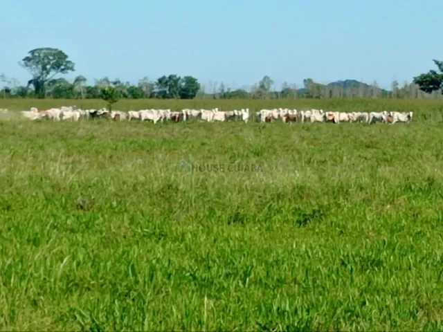 Imagem: Fazenda 1994 Hectares Documentada Cuiabá