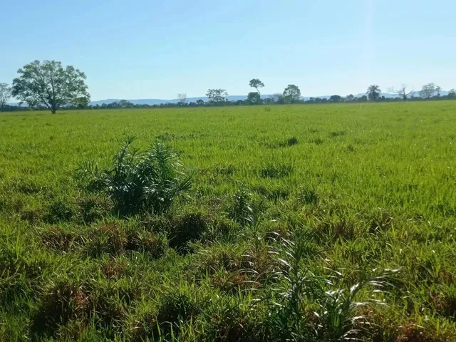Imagem 4: Fazenda 1994 Hectares Documentada Cuiabá Mt
