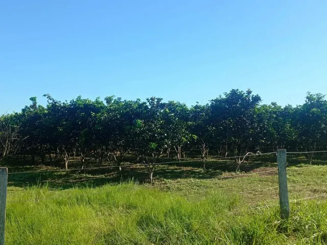 Imagem 8: Fazenda 1994 Hectares Documentada Cuiabá Mt