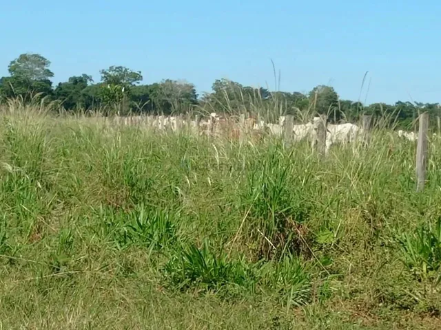 Imagem 14: Fazenda 1994 Hectares Documentada Cuiabá Mt
