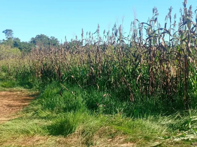 Imagem 16: Fazenda 1994 Hectares Documentada Cuiabá Mt