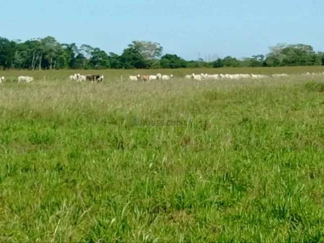 Imagem 12: Fazenda 1994 Hectares Documentada Cuiabá Mt