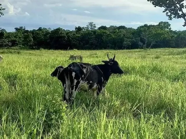 Imagem 2: Chácara 13 Hectares Coxipo do Ouro