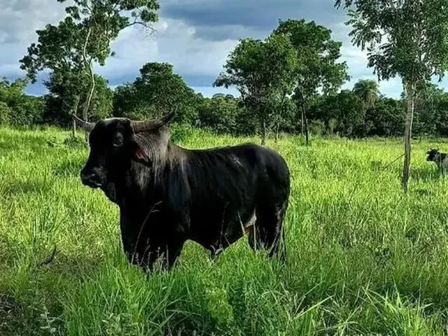 Imagem 11: Chácara 13 Hectares Coxipo do Ouro