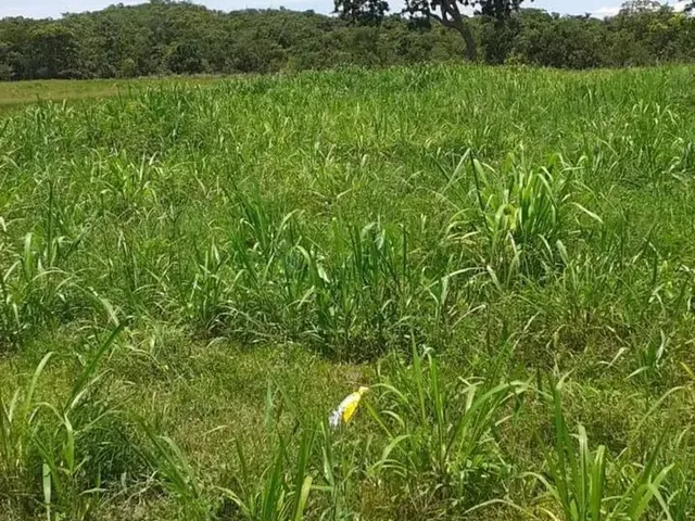 Imagem 12: Chácara 13 Hectares Coxipo do Ouro