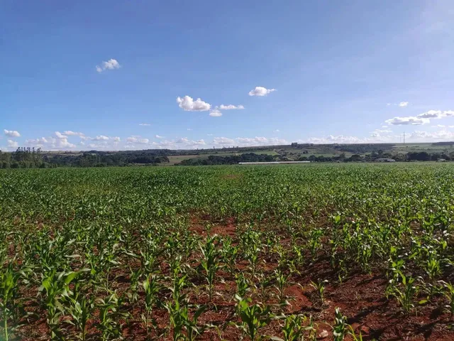 Imagem 2: Vendo o Melhor Sítio da Região da Taquara Df