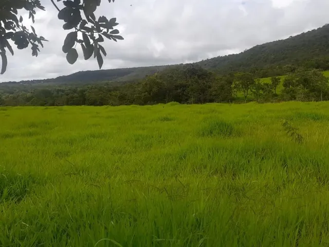Imagem: Fazenda Chácara Granja Confinamento Planaltina