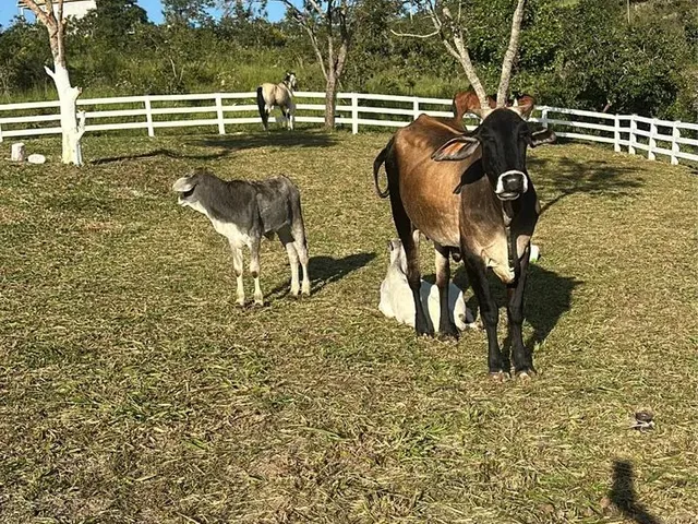 Imagem 9: Vende-Se Uma Excelente Chácara Localizada no Girassol , Aceito Carro em Negócio