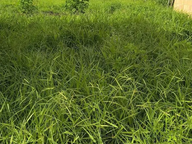Imagem 6: Vendo Lote de 300M2, com Barraco de Alvenaria