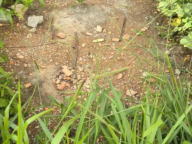 Imagem 7: Vendo Lote de 300M2, com Barraco de Alvenaria
