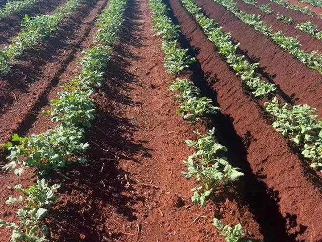 Imagem: Fazenda na Região da Cidade de Franca no