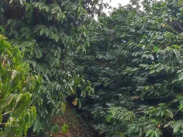 Imagem 2: Sítio à venda no bairro Centro - Botelhos/MG