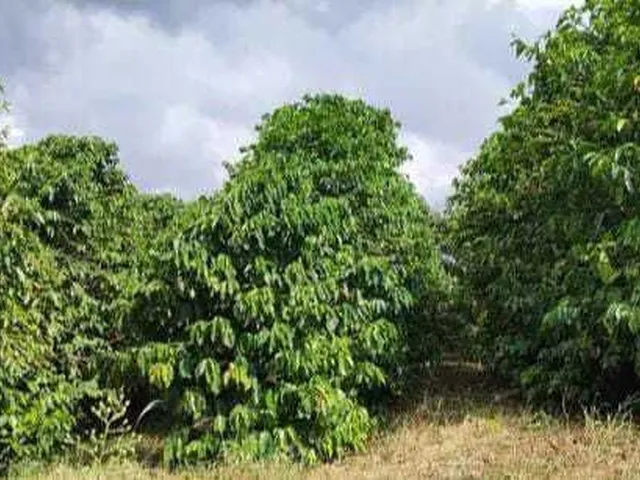 Imagem 13: Sítio à venda no bairro Centro - Botelhos/MG
