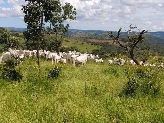 Imagem: Fazenda À Venda em Abadiânia, em Goiás
