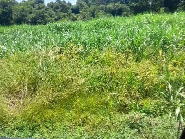 Imagem 10: Fazenda Beira Rio Manso em Chapada