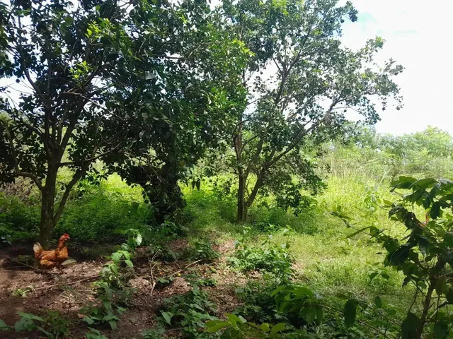 Imagem 10: Sítio de 18 Hectares (7,5 Alqueires) na Região da Cidade de Comodoro Mt