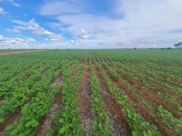 Imagem 1: Fazenda À Venda Região de Nova Mutum Mt