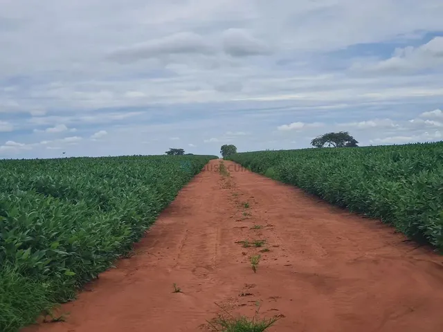 Imagem 2: Fazenda À Venda Região de Nova Mutum Mt