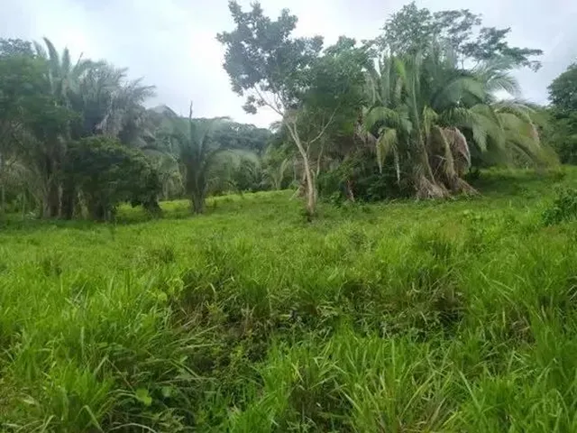 Imagem: Sitio C/ 100He (Escriturado), Terra de Cultura