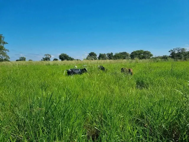 Imagem 1: Fazenda À Venda Beira do Rio Cuiabá
