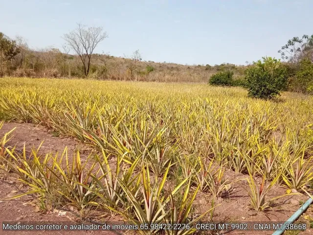 Imagem 6: Sítio de 34 Hectares no Assentamento Comunidade Sadia 3