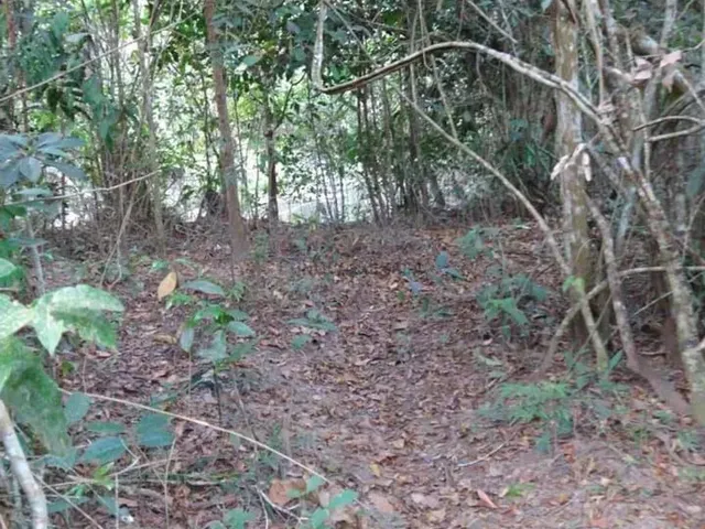Imagem 4: Sitio com 15 Hectares com Várias Estruturas, 4 Km da Cidade de Nova Mutum Mt