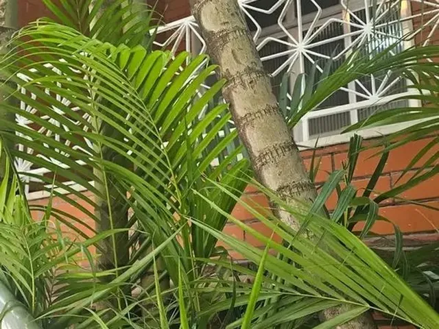 Imagem: Excelente Casa com 2 Qtos com 63M2 Área