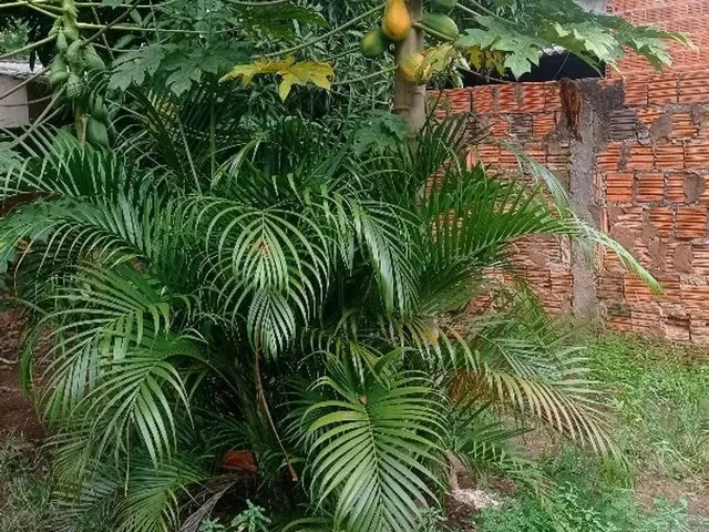 Imagem 8: Vendo Troco por Caminhão, Casa Quitada com Escritura no Guanandi