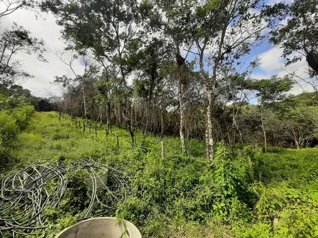 Imagem: Lotes Entre Mulungu e Guaramiranga