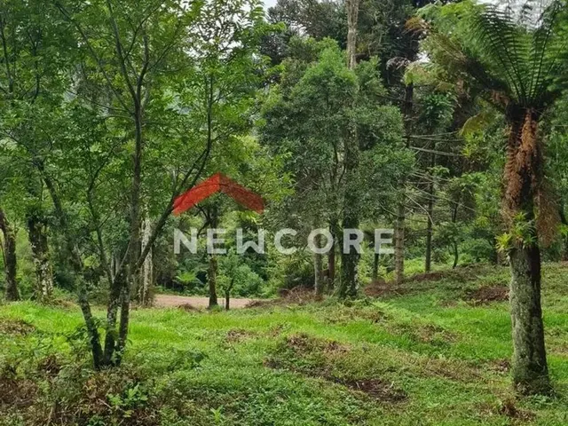 Imagem: Lote em Rua dos Pessegueiros - Campo do
