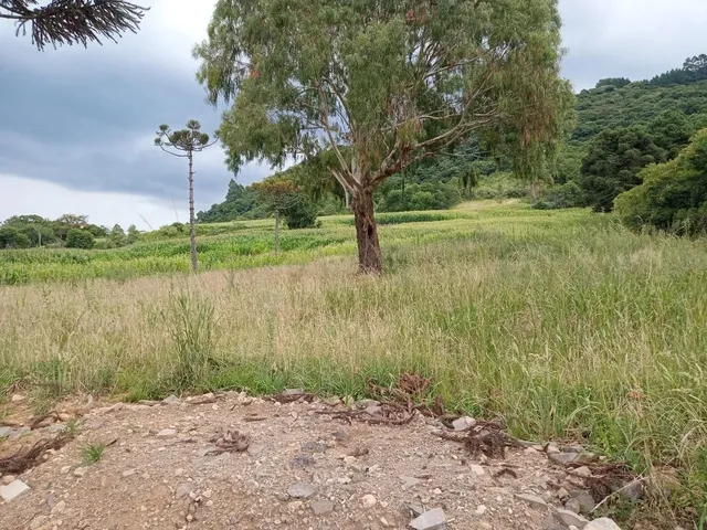 Imagem 3: Área de 4 Hectares para Investimento