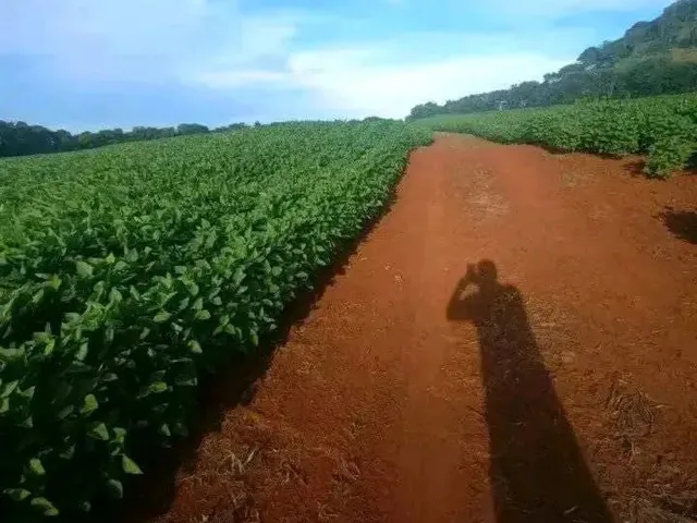 Imagem: Fazenda Dupla Aptidão em Uberlândia