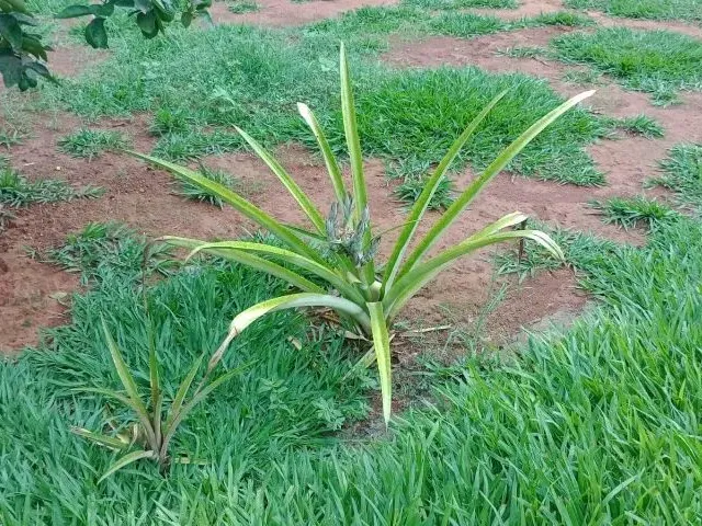 Imagem 15: Vendo Chácara Arapoanga 1.200M²