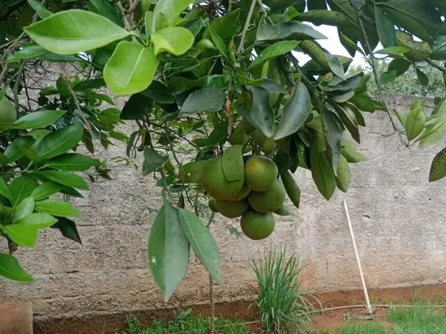 Imagem 16: Vendo Chácara Arapoanga 1.200M²